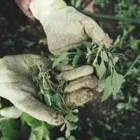 除草的园丁